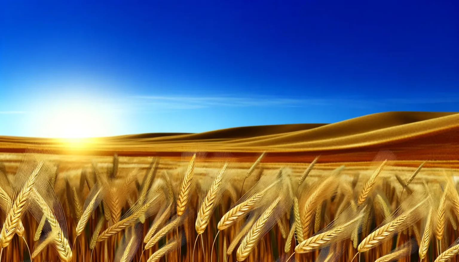 Goldene Weizenfelder im Vordergrund mit fokussierten Ähren, sich erstreckend bis zu sanften Hügeln im Hintergrund unter einem strahlend blauen Himmel mit einem leuchtenden Sonnenuntergang am Horizont.